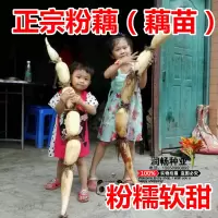 粉藕种子莲藕荷花莲子浅水糯藕莲花荷花种子面藕煲汤炖肉软藕