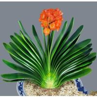 君子苗精品君子兰盆栽花卉观花植物室内花好养的花当年开花不断