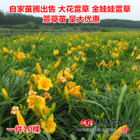 大花萱草 忘忧草 耐寒花卉 金娃娃萱草萱草花苗 鸢尾苗庭院绿化