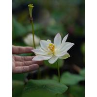 [粉妆•秋月]®出品小微型迷你碗莲微莲种藕水培植物根茎