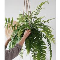 |霸王蕨 长叶肾蕨 室内大型垂吊热带雨林阳台植物