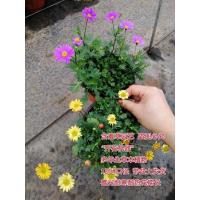 紫色花黄色花粉色花姬小菊彩叶蓝色玛格丽特庭院花多年生开花植物