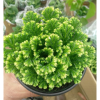 黄疸卷柏 小盆栽 不死草 石柏 岩柏九死还魂草蕨类植物