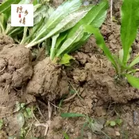 野生香菜苗 刺芫荽苗 泰国大香菜苗益肝草假芫茜鹅芥菜香草种苗