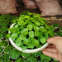 发财草铜钱草金钱草一个叶子就是一颗水培土培均可有水即可成活