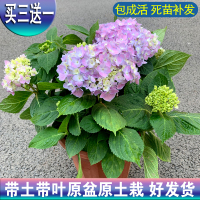 买三颗送1颗无尽夏大花绣球花苗盆栽室内外庭院花卉四季观花植物