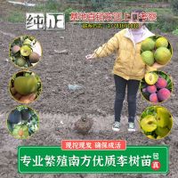 李子树苗嫁接特大蜂糖李子苗脆红李苗晚熟脱骨青脆李树苗江安李苗