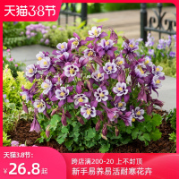 大花耧斗菜盆栽苗新手易养易活耐寒阳台庭院观花绿植花卉