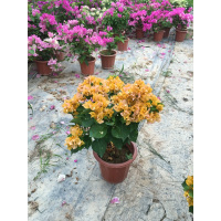 三角梅加州黄四季勤花庭院绿植支持一物一拍盆栽花卉观花植物