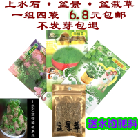 假山草籽草种子上水石吸水石奇石盆景植物圆叶草三叶草混装微景观