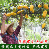 贵州九月黄树苗拿藤包牛卵坨种苗野果树 二年苗 奇异果八月瓜种子