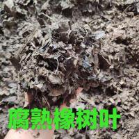 花姐兰苑君子兰专用土阳台