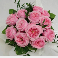 新品浓香切包凯莉(Carey)奥斯汀欧月四季月季花玫瑰小苗