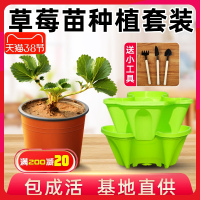 奶油草莓苗种植盆栽花盆多层种菜神器家庭阳台四季带土带盆食用秧