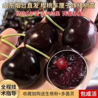烟台远东大樱桃苗美早红灯樱桃树拉宾斯俄八车厘子盆栽南北方种植