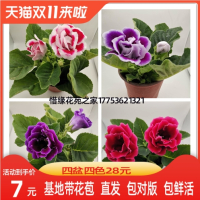重瓣大岩桐花苗富贵芙蓉花卉室内观赏盆栽带花苞基地直发四季开花