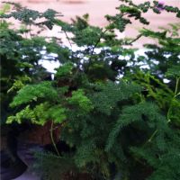 唐山云竹云片竹芦笋竹矮化松山草纹竹盆栽桌面办公假山造景小盆景