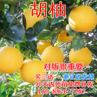 胡柚苗 常山胡柚苗 嫁接柚子树苗甜柚蜜柚子果树苗当年结果苗