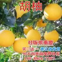 胡柚苗 常山胡柚苗 嫁接柚子树苗甜柚蜜柚子果树苗当年结果苗