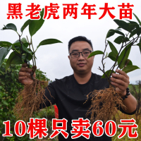 10棵 黑老虎树苗布福娜种苗大血藤冷饭团恶魔果实实生苗二年大苗