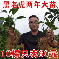 10棵 黑老虎树苗布福娜种苗大血藤冷饭团恶魔果实实生苗二年大苗