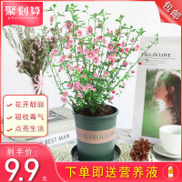 小木槿花盆栽绿植四季开花阳台花园庭院观花植物花卉耐热好养大盆