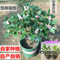 金边瑞香盆栽老桩耐寒植物浓香型大苗带花苞室内观花净化空气花卉