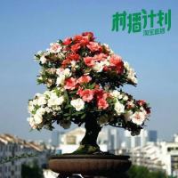 花卉盆栽耐寒桂花花卉盆景梅花海棠金银花 共晶合金冷米饭冷门游