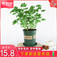 驱蚊草盆栽清香木植物胡椒木防蚊虫孕妇儿童四季花卉绿植庭院盆景