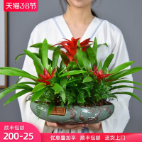 年宵花红星凤梨盆景鸿运当头盆栽室内阳台绿植客厅送礼绿色植物