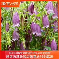 宿根风铃草花苗盆栽花园庭院多年生耐寒花卉植物