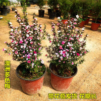 松红梅盆栽好养易活一树多色四季绿植耐寒耐热植物室内外庭院花卉