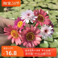 玛格丽特盆栽 花苗小雏菊 阳台庭院花园四季开花爆盆植物露露花园
