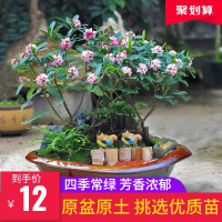 金边瑞香耐寒花卉观花植物室内带花浓香型观花盆栽四季盆景
