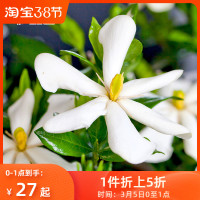 无尽雪栀子花盆栽树苗婚纱系列花卉芳香耐热多年生栀子花苗