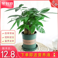 发财树盆栽植物室内客厅绿植小盆景四季常青办公室招财小盆栽花卉