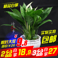 一帆风顺盆栽植物室内水养土培绿植花卉红掌粉掌四季开花水培