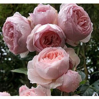 推荐奥斯汀灌木[遗产]月季花欧月四季开花蔷薇玫瑰花卉苗