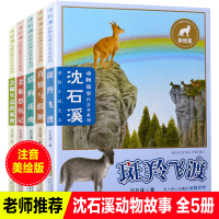 沈石溪动物故事注音本系列会做生意的狐狸*飞渡真狼与假狈老象恩仇记美绘版全套5册