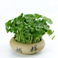 带叶铜钱草水培植物盆栽室内招财客厅桌面绿植花卉趣味金钱草