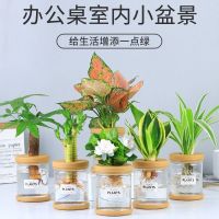 竹芋水培植物花卉办公室盆栽水养好养小绿植小盆景吉利红四季常青
