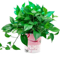 绿萝盆栽花卉垂吊植物室内吸除甲醛绿萝长藤水培盆景好养大叶绿箩