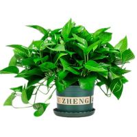 绿萝盆栽室内植物吸甲醛进化空气水培绿植懒人长藤大绿箩花卉批发