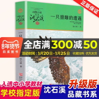 动物小说大王沈石溪·品藏书系一只猎雕的遭遇儿童文学小说三四五六年级指定寓言故事书书9-12岁儿童青少年小学生课外读物