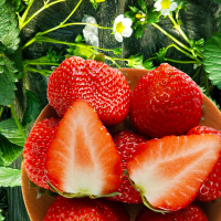 溧水基地直采 红颜草莓200g±20g