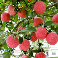 新疆阿克苏冰糖心苹果10斤装毛重