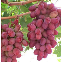 四川克伦生红提350g±30g