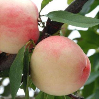 新鲜水蜜桃750g±50g