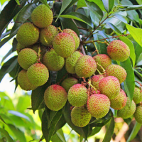 新鲜妃子笑荔枝500g±50g