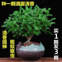 防驱蚊草盆栽正宗清香胡椒木植物室内花卉四季好养绿植九里香盆景